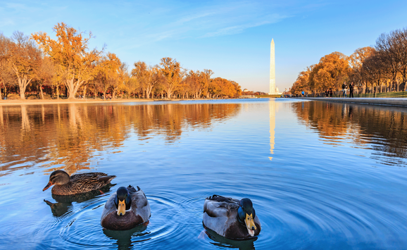 ducks in Washington DC.png
