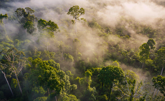 shutterstock_1652205751_rainforest OTI hero image